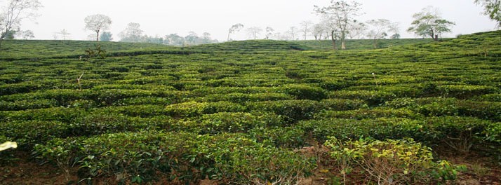 283/M.V. Mahabaahu Brahmaputra River Cruise - Guwahati 19.jpg